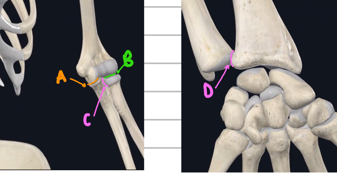 <p>Name these joints of the lower arm. </p>