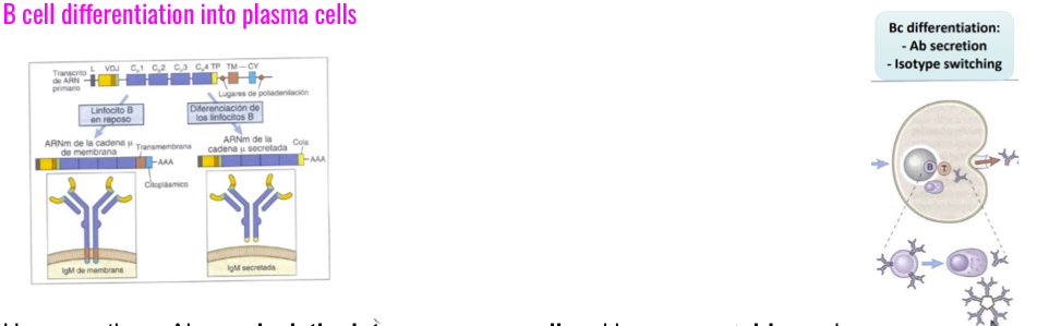 <p>Upon recieving a signal for activation, further processing is induced and Ab secretion s promoted by CD40L and cytokines like IL2, IL4 and IL5.. however these Ab now lack the intramembrane tail and become soluble.. shorter heavy chains= secretion by ciculatng B cells or longterms Bcells in the bone marrow. </p>