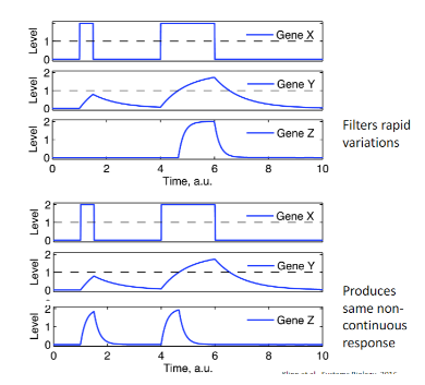 <p>What type of network motif is shown by the top group of data? </p>