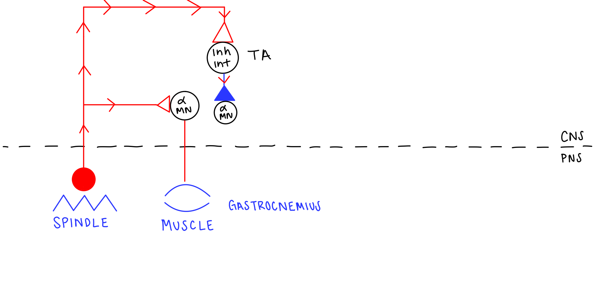 agonist contract

* reciprocal inhibition 
* contract gastrocnemius while stretching TA at the same time

  \*\*\*inhibition will always be the muscle that is being stretched