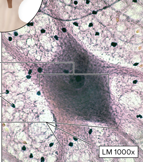 <p>Nervous Tissue</p>