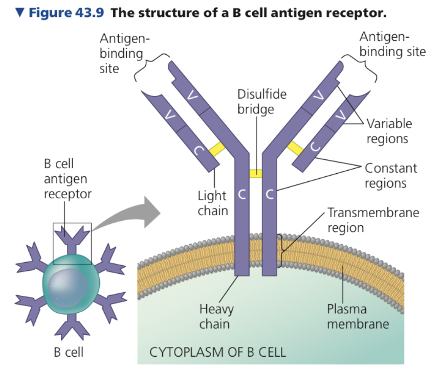 **B Cells & Antibodies**

* Antigen receptor in B cell
  * _-shaped protein
  * _ polypeptide chains
    * Two identical heavy chains
    * Two identical light chains
  * ____ bridges link the chains together

\

1. **_____ (C) Region**

* Region in light/heavy chains where amino acids have little variation among receptors on different B cells


* On heavy chains
  * Contains a transmembrane region
  * Anchors receptor to membrane

  \


2. **_____ (V) Region**

* Amino acid sequence varies extensively from one B cell to another
* Parts of heavy and light chain V regions form an asymmetrical binding site for an antigen
* Each B cell antigen has two identical antigen-binding sites