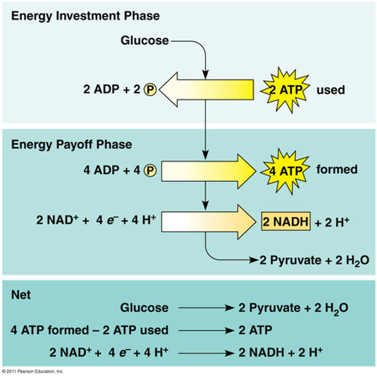 <p>Input: glucose, 2 ATP</p><p>Output: 2 pyruvic acid, 4 ATP (net 2), 2 NADH</p>