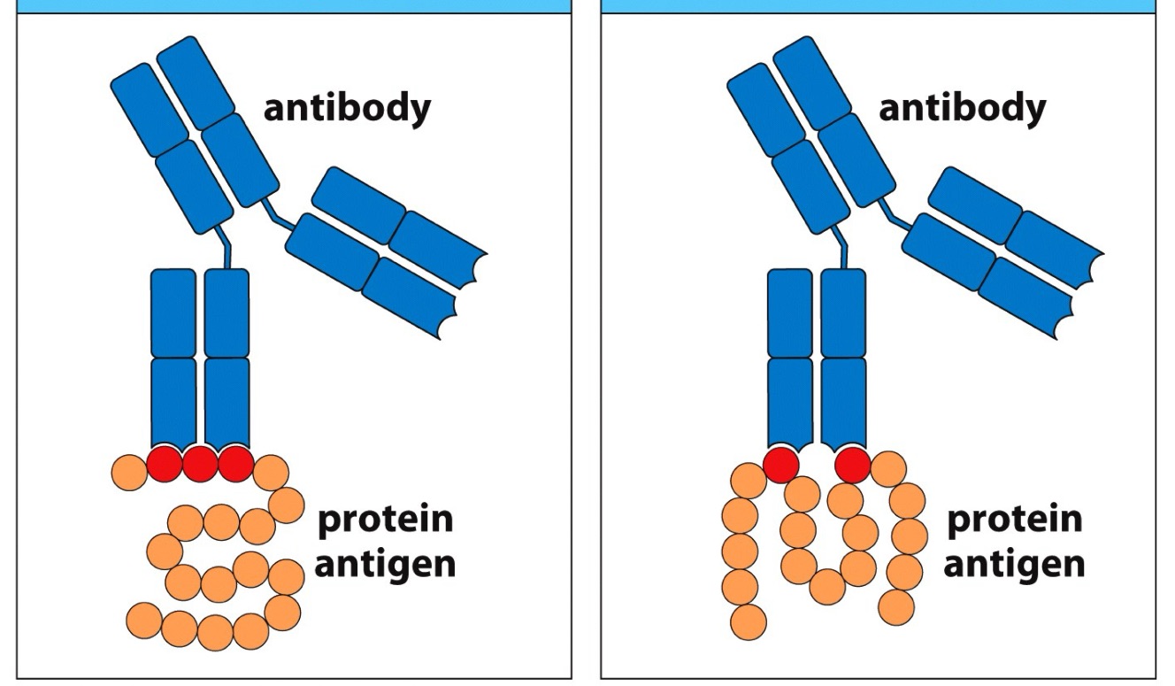 <p>Name L —> R</p>