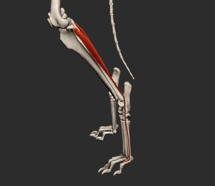 <p>odstup: ligamentum collaterale laterale kolenního kloubu caput fibulae</p><p>úpon: phalanx proximalis V. prstu</p><p>funkce: flexe v articulationes tarsi a extenze kloubů prstů</p><p>Fe:</p><p>Sval se upíná na os metatarsale V. a pokračuje na phalanx proximalis digiti V</p>