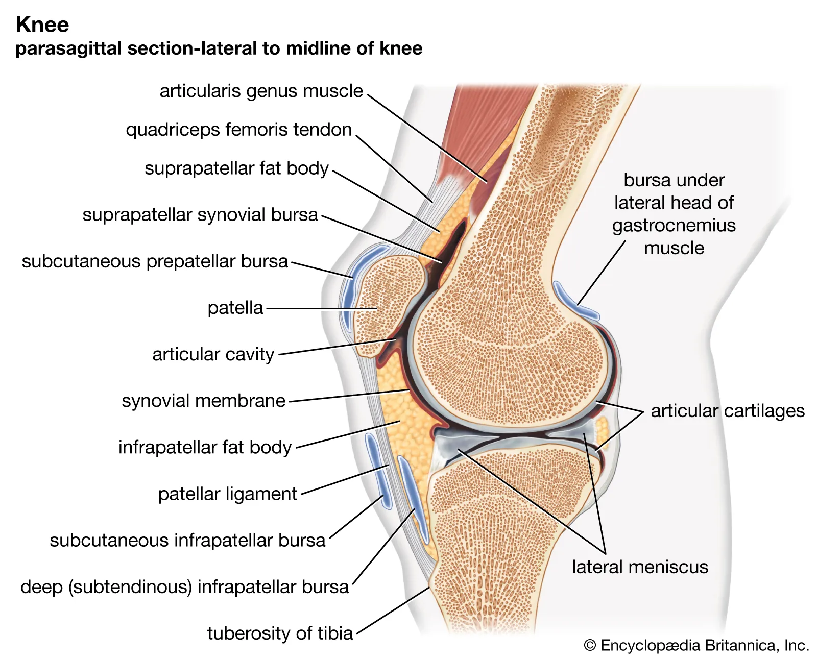 <p>joints</p>