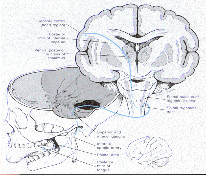 <p>middle ear, pharynx, posterior 1/3 of tongue </p>