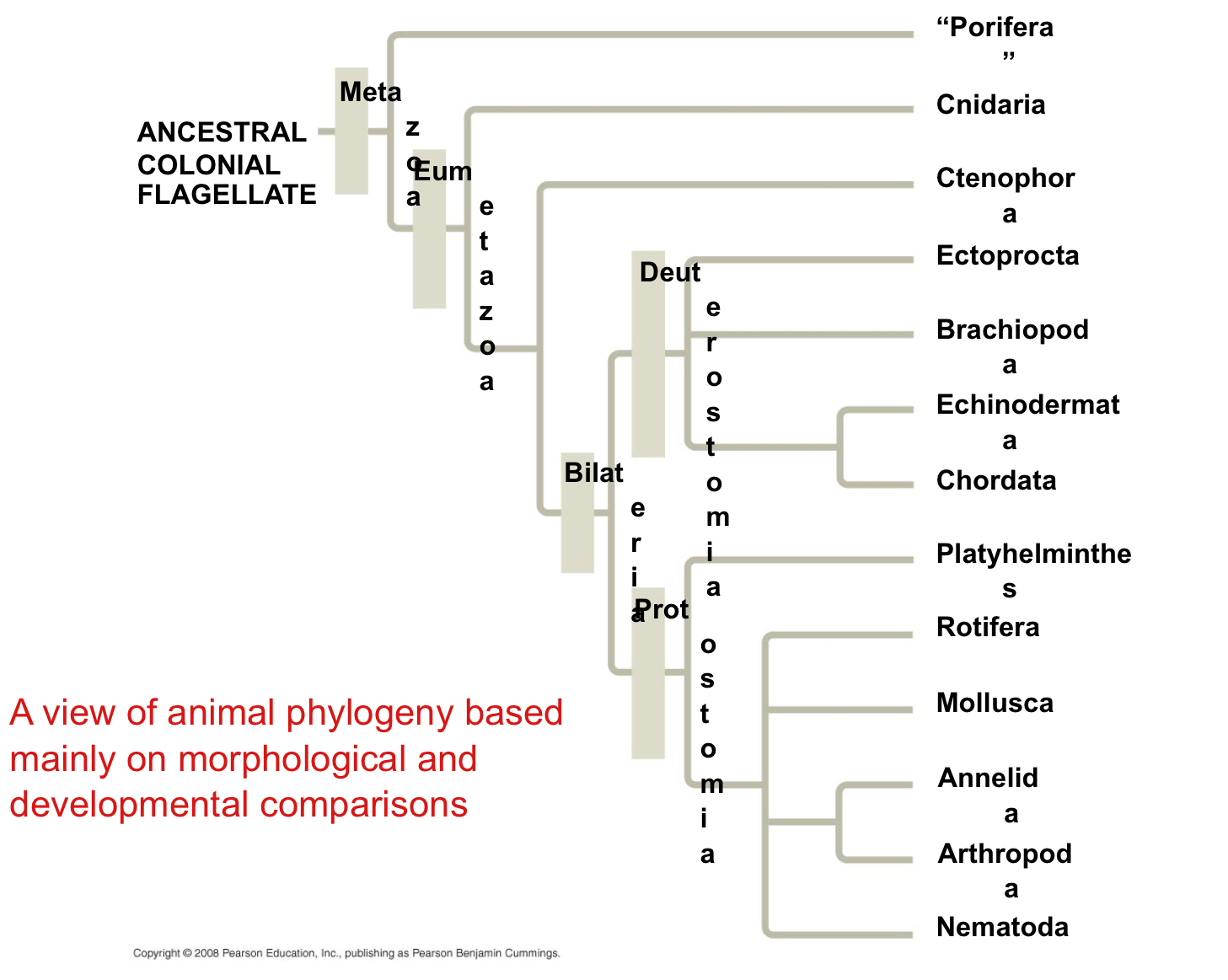 <p>What is a hypothesis of animal phylogeny?</p>