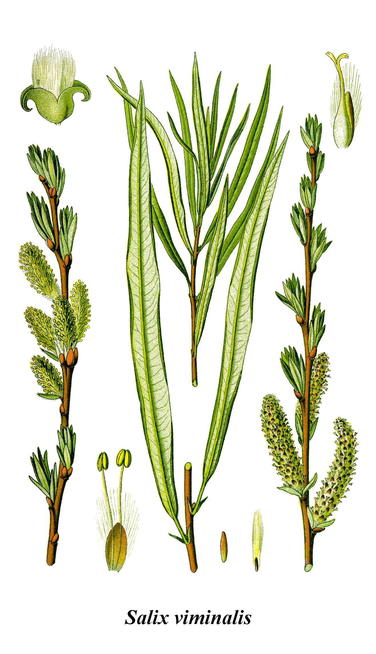 <p>Wierzba wiciowa (witwa)</p>
