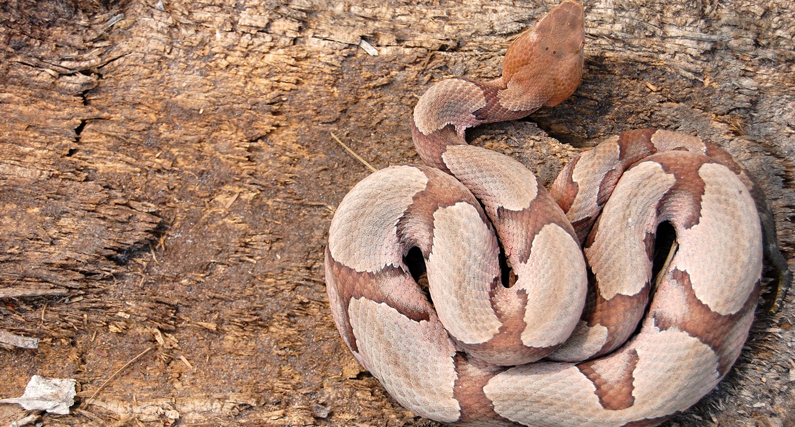 Southern copperhead