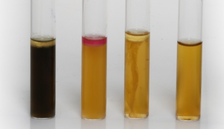 <p>Tests for:</p><p>1. Ability for organism to reduce sulfur. (media turns from clear -&gt; jet black if sulfur reduction occurs)</p><p>2. Ability for organism to produce indole. (addition of Kovac’s Reagent, reagent changes from yellow -&gt; red in presence of indole)</p><p>3. Ability for organism to move through the agar (if organism is motile, you will see growth away from stab line &amp; “fuzziness” of media compared to uninoculated tube)</p><p>Also possible to partly assess oxygen needs of an organism;</p><p>motile obligate aerobes will only grow away from the stab point at</p><p>the very surface of the tube. Motile anaerobes/facultative</p><p>anaerobes will grow away from the stab line throughout the tube.</p><p></p>