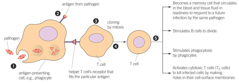 <ul><li><p>develop into memory cells to enable a rapid response to future infection by the same pathogen</p></li><li><p>stimulates phagocytes to engulf pathogens by phagocytosis</p></li><li><p>stimulates B cells to divide and secrete their antibody</p></li><li><p>activate cytotoxic T cells</p></li></ul><p></p>