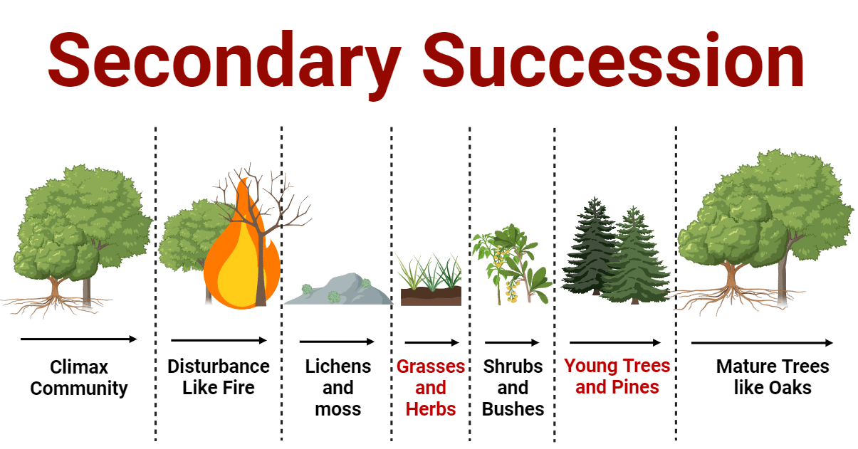 <p>Secondary ecological succession (This type of succession occurs in an area where an ecosystem has been disturbed or destroyed)</p>
