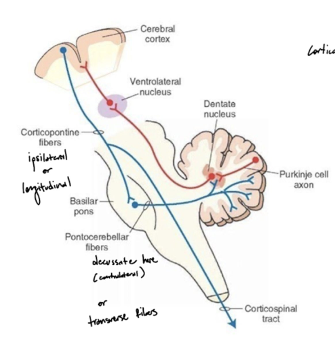 <p>ipsilateral</p>