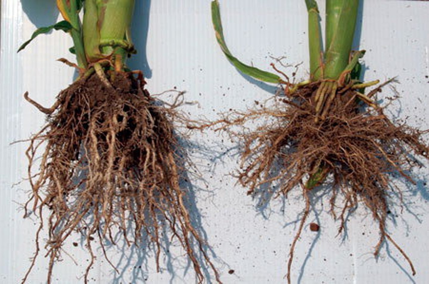 <p>part of a root system in which roots branch to such an extent that no single root grows larger than the rest</p>