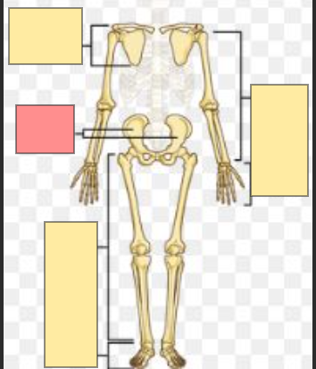 <p>hint: appendicular skeleton</p>