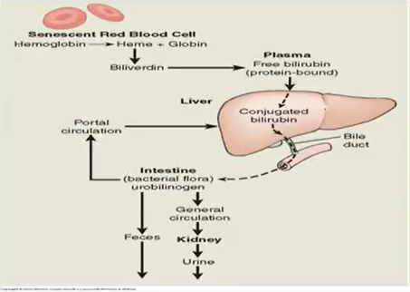 <p>Excessive destruction of RBCs; impaired bilirubin uptake via liver → v bilirubin conjugation </p><ul><li><p>Bile flow obstruction from liver → gallbladder → duodenum</p></li></ul><p></p><p>Liver functions</p><ol><li><p>Production of bile salts</p></li><li><p>Elimination of bilirubin</p></li><li><p>Metabolism of steroid hormones</p></li><li><p>Metabolism of drugs</p></li><li><p>Carbohydrate metabolism</p></li><li><p>Fat metabolism</p></li><li><p>Protein metabolism</p></li><li><p>Storage of mineral and vitamins</p></li><li><p>Filtration of blood and removal of bacteria</p></li></ol><p></p>