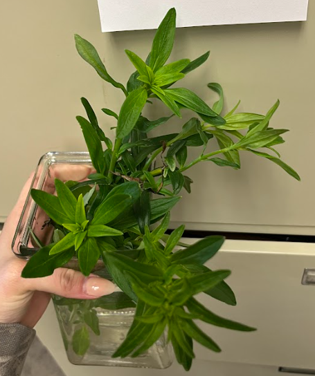 <ul><li><p>used for cut flower</p></li><li><p>linear to lanceolate foliage</p></li><li><p>alternate to whorled foliage</p></li><li><p>weak</p></li></ul><p></p>