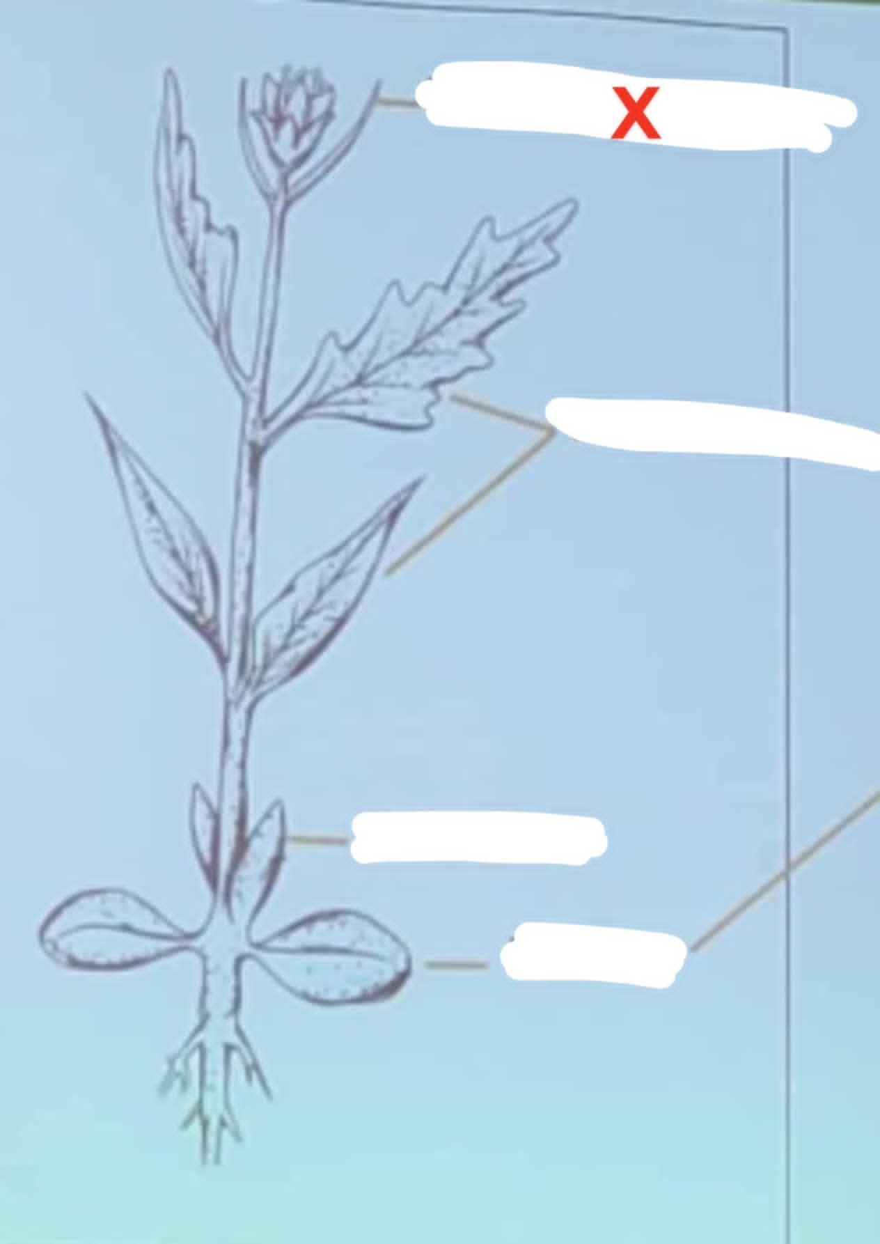 knowt flashcard image