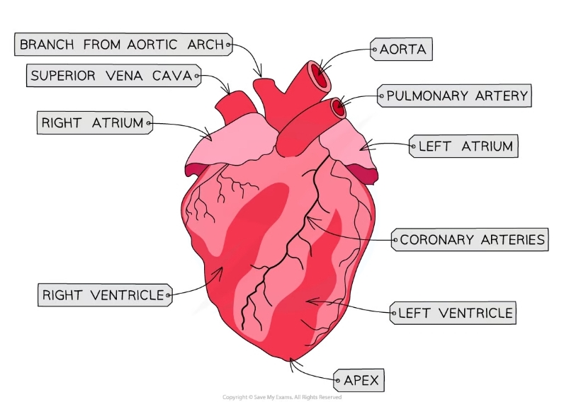 * Ensures blood doesn’t mix between the left and right sides of the heart