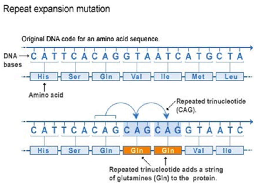 <ul><li><p>Expansion due to ‘slippage’ during DNA replication, above a threshold where the gene stops functioning normally</p></li><li><p>People with the same disease genotype may have stronger or weaker forms of the disorder, or never develop it</p></li></ul><p>E.g. Huntington’s, fragile X syndrome</p><p></p>