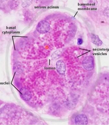 <p>what kind of cell is this?</p>