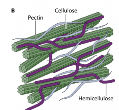 <p>Non-structural carbohydrate - potentially digestible</p><p><span>Key roles in plant growth, development, and defense against stress</span></p>