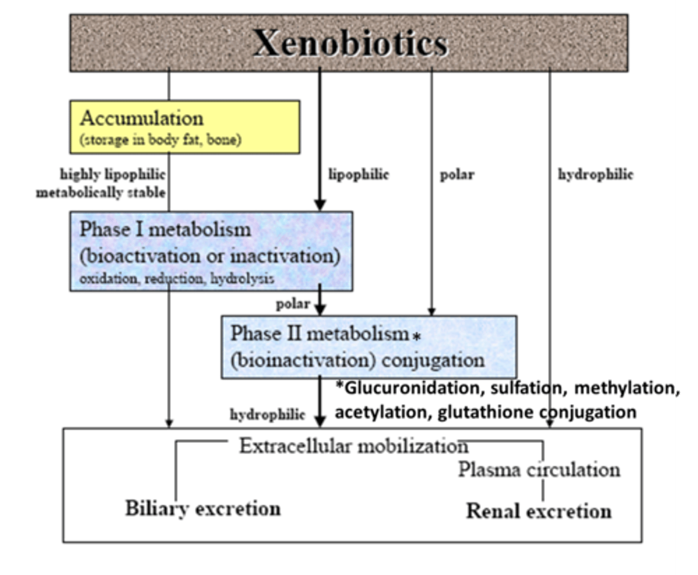 <p>foreign substance taken into the body (not endogenous)</p><p>- note: some endogenous compounds may also act as xenobiotics (ex: T3 and T4/ thyroxine)</p>