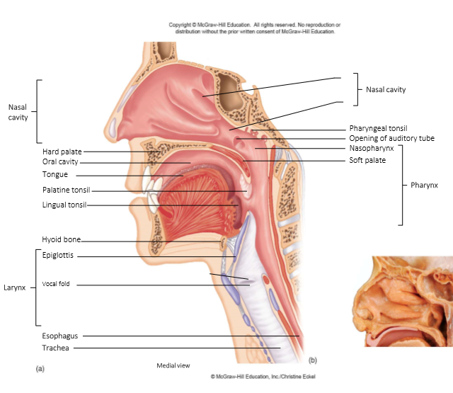 <ul><li><p>Functions as a passageway for air + food </p></li><li><p>Provides a resonating chamber for speech sounds </p></li><li><p>Houses tonsils - participate in immunological reactions against foreign invaders</p></li></ul><p></p>