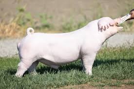 <p>Noted for large litters and large droopy ears, generally refined in bone.</p>
