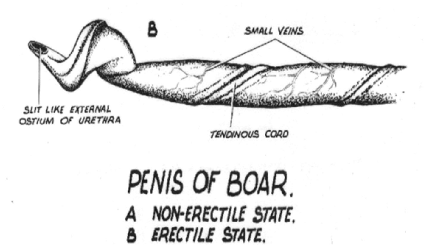 <p>boars have a spiral glans and preputial diverticulum</p>