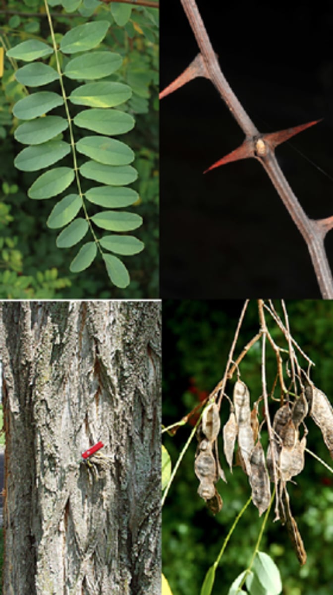 <p>alternate, odd pinnately compound with 7-19 leaflets, round, entire margin; small unbranched paired spines; fruit is a small long flat legume, pea like</p>