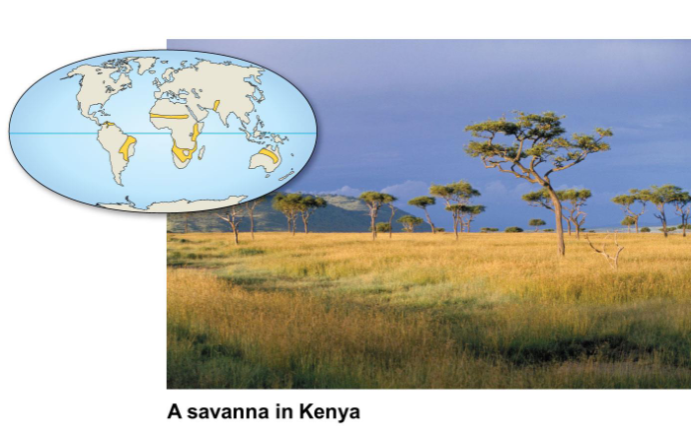 <p>Savanna</p>