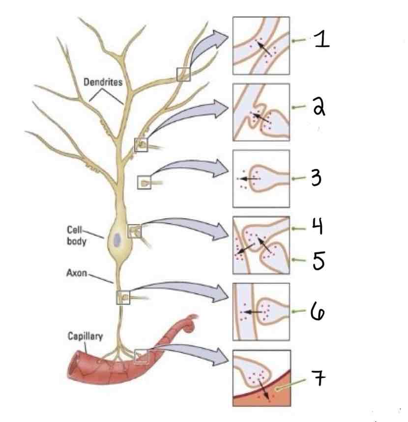 <p>Axosynaptic</p>