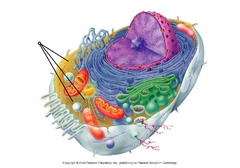 eukaryotic 
animal & plant cells
microfilaments, microtubules (long proteins)
framework, movement