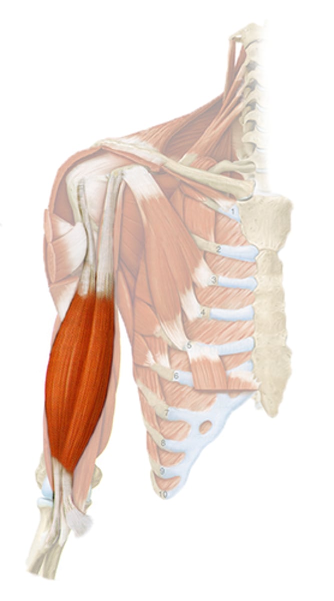 <p>two heads</p><p>o: short head - coracoid process of scapula;</p><p>long head - supraglenoid tubercle and lip of glenoid cavity of scapula</p><p>i: common tendon into radial tuberosity</p><p>a: FLEXION AT ELBOW AND SHOULDER; SUPINATES FOREARM</p>