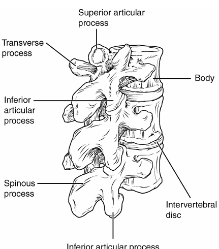 <p>body: large and thick</p><p>vertebral foramen: intermediate, triangular</p><p>spinous process: short, thick, points back</p><p>transverse foramen: no</p>