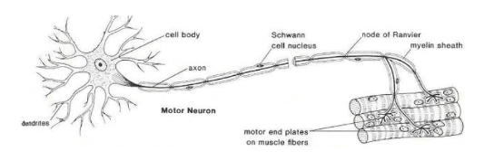 <p><span>What type of neuron is pictured below? Function?</span></p>
