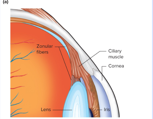 <p>Cilliary Muscles</p>