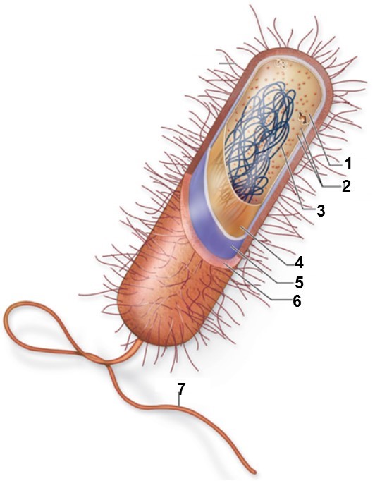 <p><strong>Label .. Word Bank to Answer this Question:</strong></p><p>Flagellum, Cell Wall, Cytoplasm, Plasma Membrane, Capsule, Ribosome, Nucleoid</p><p>What is #1</p><p>What is #2</p><p>What is #3</p><p>What is #4</p><p>What is #5</p><p>What is #6</p><p>What is #7</p>