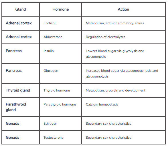 <p>Pituitary gland is “master gland”</p><ul><li><p>It produces several hormones called tropic hormones that regulate the activities of several endocrine glands.</p></li><li><p>The anterior pituitary gland produces growth hormone (somatotropin), adrenocorticotropic hormone, thyroid stimulating hormone, luteinizing hormone, follicle stimulating hormone, and prolactin.</p></li><li><p>The posterior pituitary gland originates from nervous tissue. Their cell bodies are in the hypothalamus and their axon is in the hypothalamo-hypophyseal tract. Hormones are produced in the cell bodies in the hypothalamus and stored in vesicles in the posterior pituitary. Posterior pituitary hormones are:</p></li><li><p>Antidiuretic hormone which is triggered by increased osmolarity. Antidiuretic hormone acts on the kidneys to increase water reabsorption.</p></li><li><p>Oxytocin stimulates uterine contraction and lets down of milk.</p></li></ul><p></p>