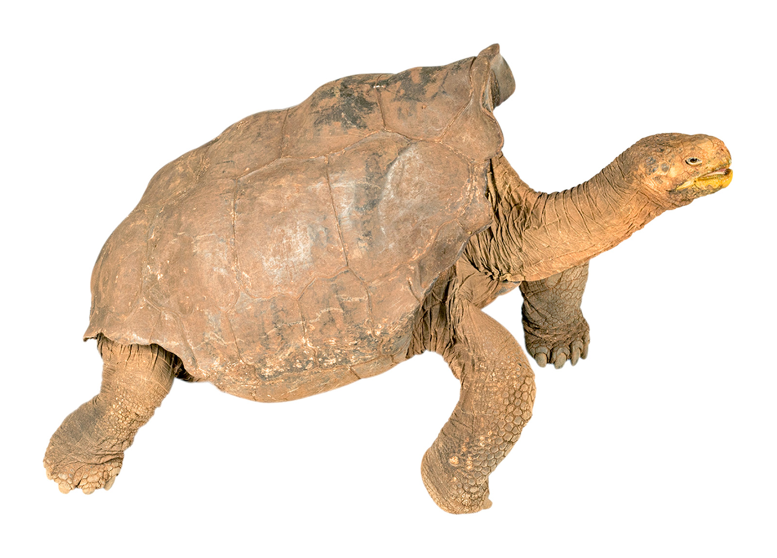 <p>Espanola Tortoise </p>