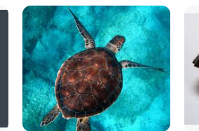 <p>turtle</p>