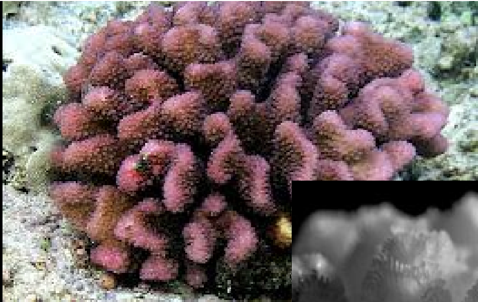 <p>Pocillopora meandrina</p>