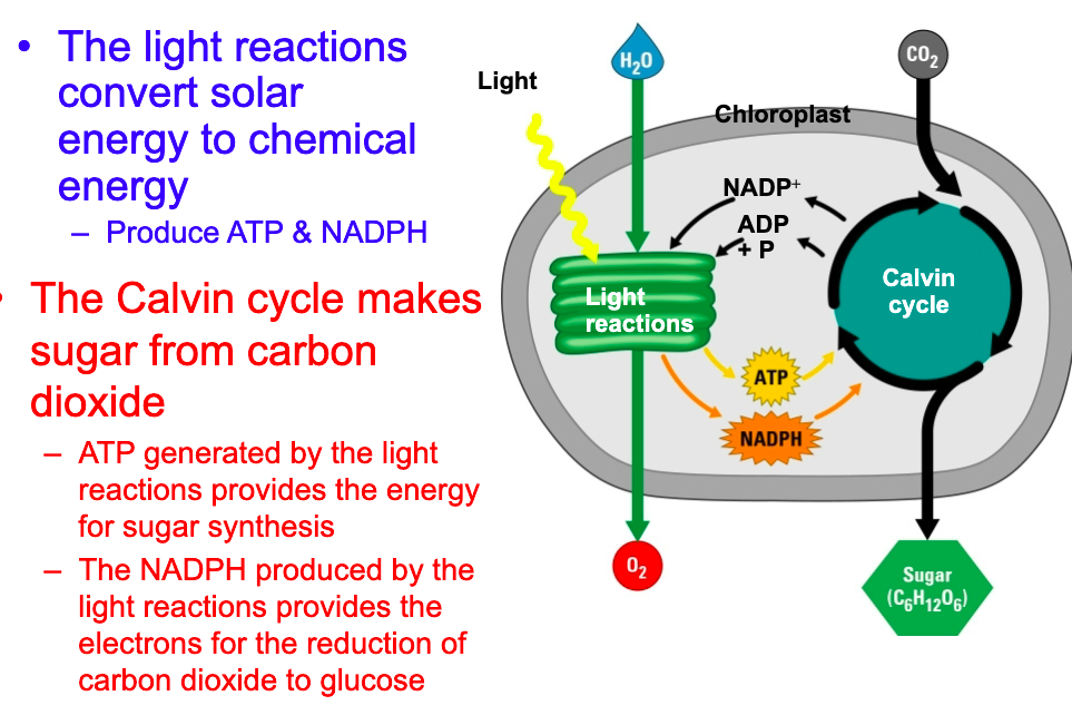 <ul><li><p>Occurs in Thylakoids </p></li><li><p>Inputs: H2O and Light </p></li><li><p>Outputs: O2, ATP, NADPH </p></li><li><p><strong>DEPENDS</strong> on LIGHT </p></li></ul><p></p>