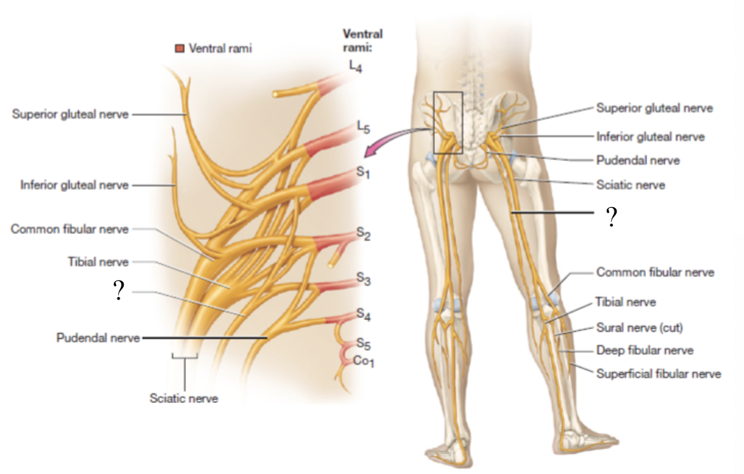 <p>located in the posterior thigh to provide sensory innervation to the skin</p>