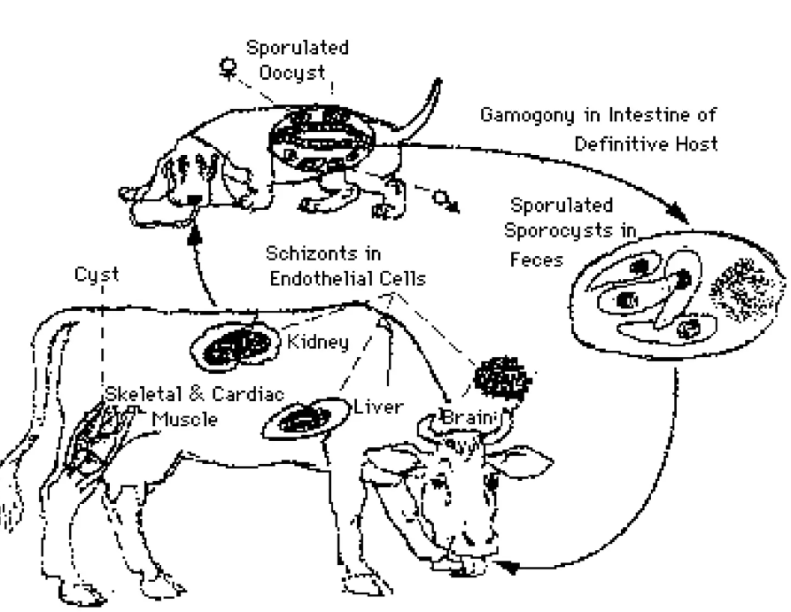 <p>this is the life cycle of?</p>