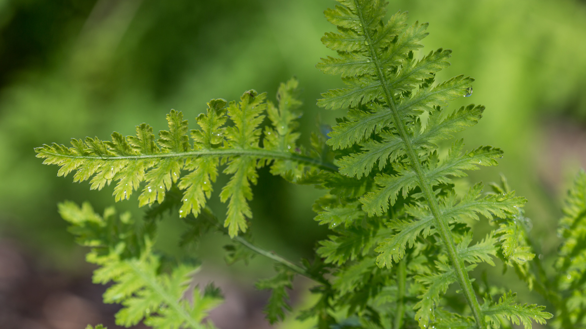 <p><em>Common </em>Yarrow</p>