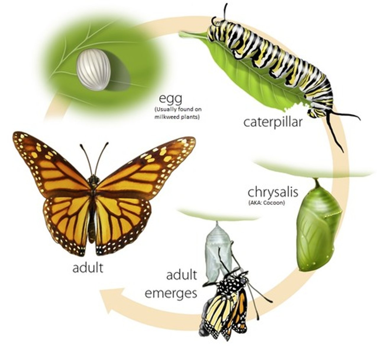 <p>giai đoạn cuộc đời ( học, đi làm, nghỉ hưu)</p>