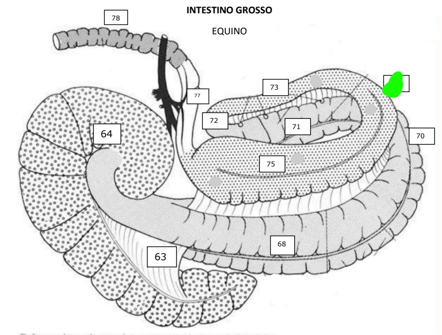 <p>Equinos</p>